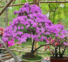 Azalea Bonsai Rare Perennial Flower Snow Plant Flowers Bonsai Plants for long-term planting in the yard