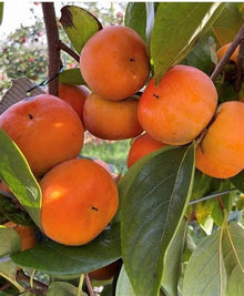 Persimmon Seeds (Diospyros kaki) prized for backyard Gardening