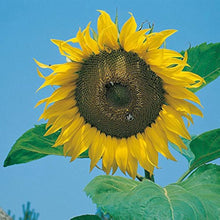 Greek Sunflower Seeds (Helianthus annuus) for seasonal color across the vegetable patches and flower beds