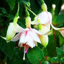 Fuchsia Seeds for growers seeking a long-blooming display