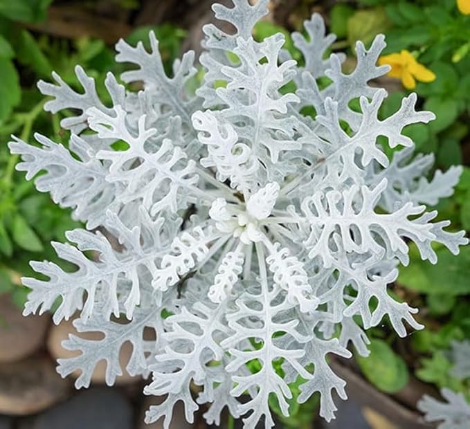 Silver Dust Semi-Dusty Miller Ornamental Foliage - for planting in home garden
