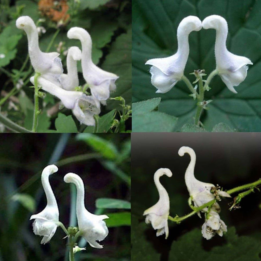Swan Flower Aristolochia Grandiflora flower seeds for planting in home garden and trellised spaces - for planting in home garden
