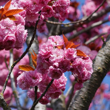 Albero Giapponese Cherry Blossoms Seeds (Prunus serrulata) for growers planting the Urban Garden