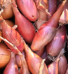 Four Seasons Shallot Seeds (Allium cepa) for colorful blooms in the seasonal kitchen gardens