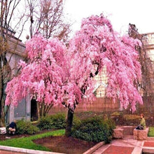 Weeping Pink Cherry Tree Seeds (Prunus pendula) for growers wanting a homegrown harvest