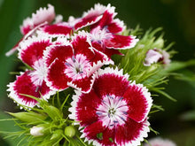 Dianthus Barbatus Bonsai Seeds (Dianthus barbatus) for long-term planting in the small containers and balcony planting