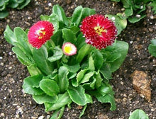 Red Bellis English Daisy Self-Seeding Seeds for seasonal color across the Borders