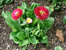Red Daisy Seeds (Bellis perennis) for a bright addition to the flower bed pollinator garden