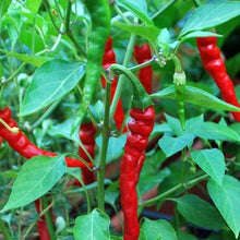 Cayenne long red slim pepper organic seed for garden planting