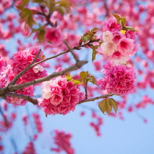 Japanese Sakura Prunus Serrulata Seeds for a lasting display in the Flower Bed & Urban Garden