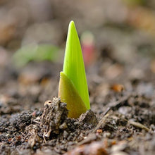 Gladiolus Flower - for planting in home garden