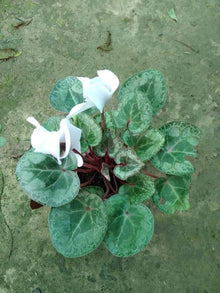 Cyclamen Perennial Seeds for a bright addition to the Garden