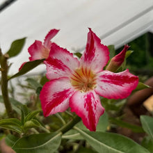 Desert Rose Adenium Obesum Berrypink Seeds for a bright addition to the home garden balcony