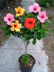 Hibiscus Seeds (Hibiscus rosa-sinensis) for growers filling out the Flower Bed