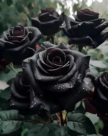 Black Rose Rare Perennial Flower - for planting in home garden