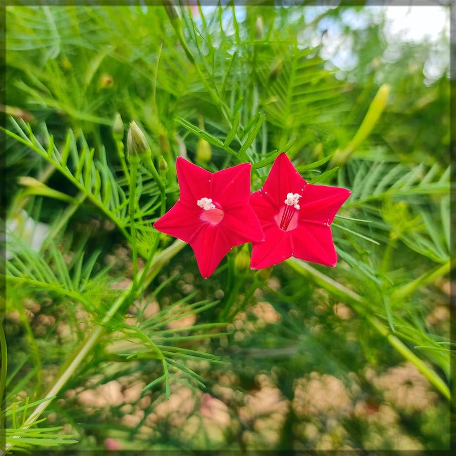 Skyrocket Trumpet ��������� Ipomopsis aggregata ��������� for wildflower garden planting