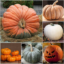 Pumpkin Cucurbita pepo for planting in vegetable patch