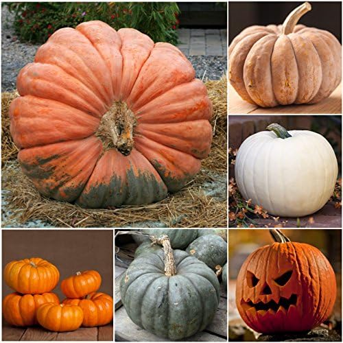 Pumpkin Cucurbita pepo for planting in vegetable patch