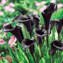 Dark Gray Giant Lily Calla Lily Seeds for a colorful addition to any planting