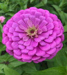 Zinnia Sampler – Mixed Varieties for Long-Lasting Cut Seeds known for long-Lasting Cut Flowers