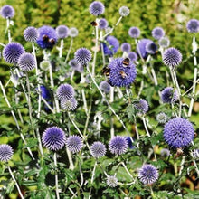Blue Globe Thistle Echinops Ritro Seeds for growers filling out the Flower Bed & Urban Garden