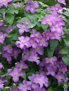 Clematis Seeds (Clematis vitalba) for climbing cover in the vertical garden use