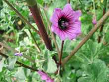 Rose Mallow mix flower Seeds for a colorful addition to any planting