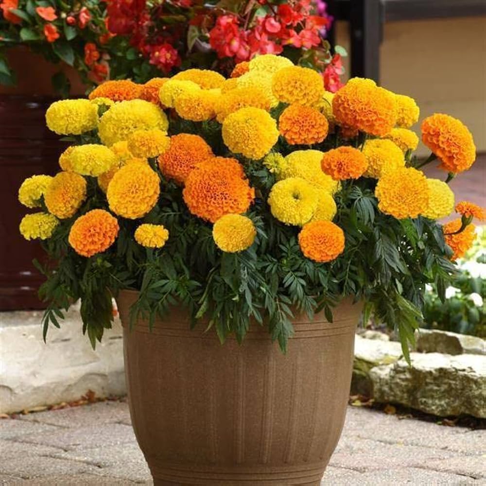 King Size Chinese Aster Tall Flower Seeds