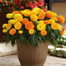 King Size Chinese Aster Tall Flower Seeds