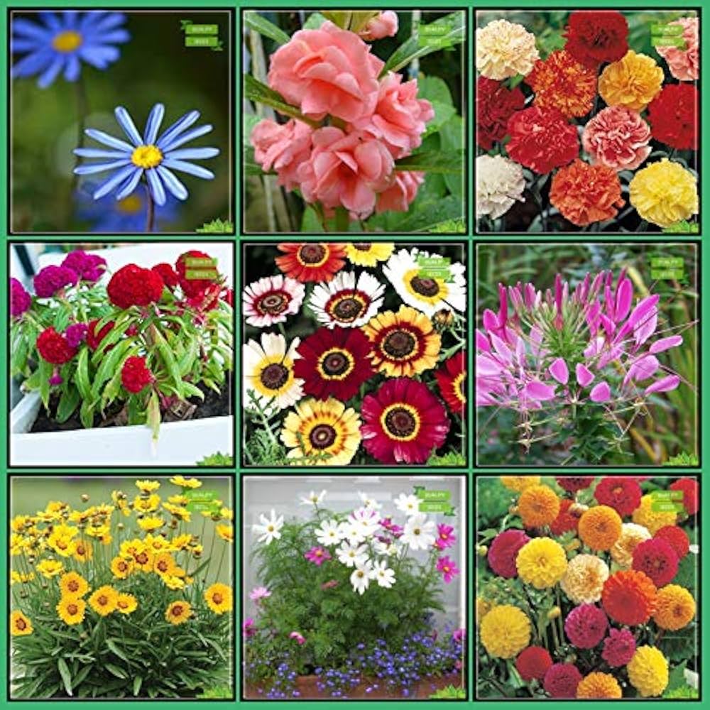 Mixed Color Potted Plants for home garden planting