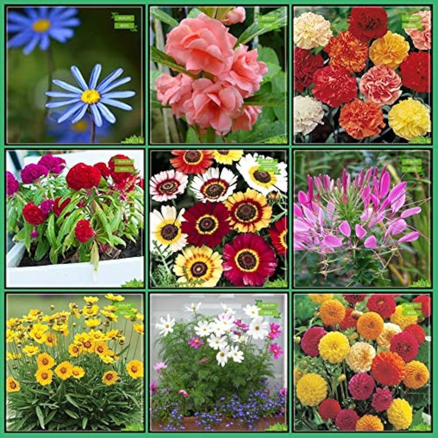 Mixed Color Potted Plants for home garden planting