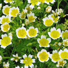 Poached Egg Limnanthes Douglasii Flower Seeds for Planting – Ideal for Decorative Cut Flowers and Home Garden Borders