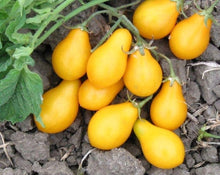 Zebra Tomato Seeds for a reliable harvest in the Home Vegetable Patch