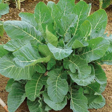 Collard Greens Seeds (Brassica oleracea) for a bright addition to the Georgia Southern in Kitchen Garden