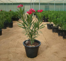 Army Green: Big Promotion Nerium Seeds for a colorful addition to any planting