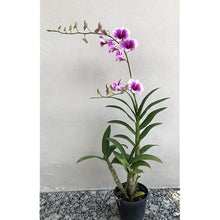 Dendrobium Orchid Mixed Colors Exotic Seeds for growers seeking a long-blooming display