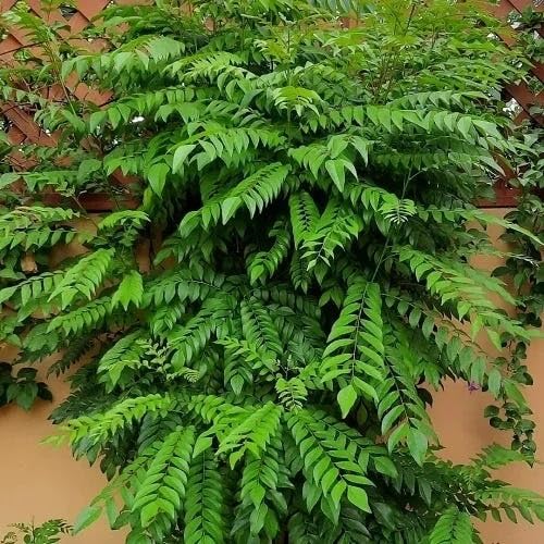 Curryleaf Plants for gardeners building out beds and borders