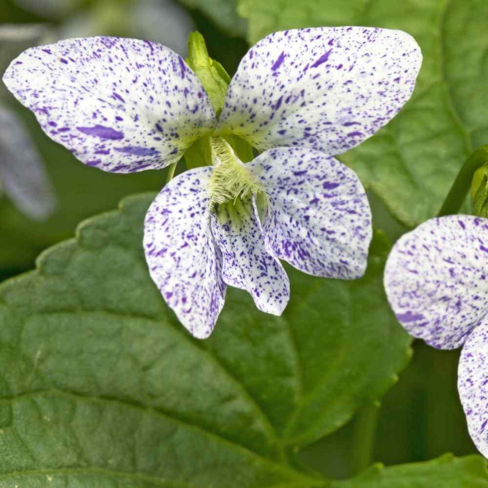 Viola Viola tricolor for planting in flower bed
