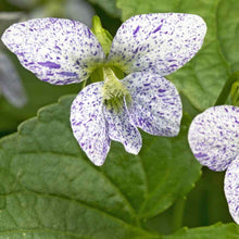 Viola Viola tricolor for planting in flower bed