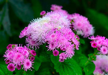 Floss Seeds prized for fluffy Blooms