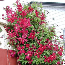 Clematis Small Green Climbing Plant Seeds for fast cover along a fence or wall