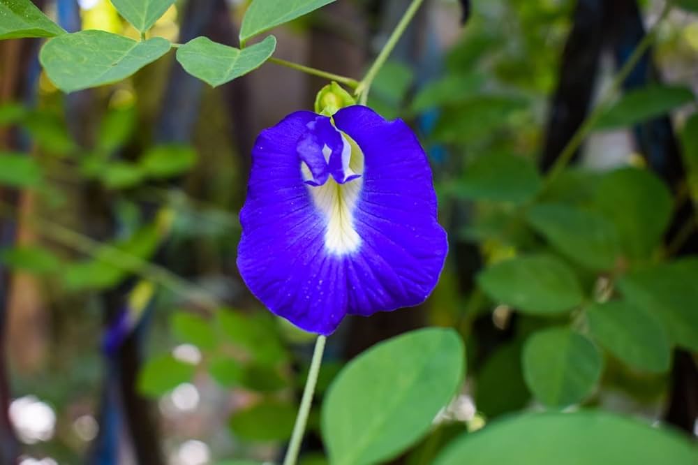 Clitoria Ternatea Flower Seeds