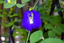 Clitoria Ternatea Flower Seeds