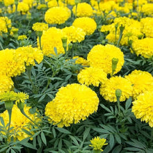 Annual Nana Honey Moon French Marigold Flower Tagetes Patula Seeds for a colorful addition to any planting