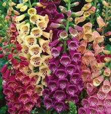 Fritillaria Digitalis for planting in flower bed