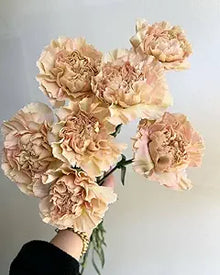 Carnation Seeds (Dianthus caryophyllus) for a bright addition to the backyard garden