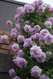 White Purple Rose Seeds (Rosa hybrida) for a lasting display in the romantic garden and outdoor decorative planting