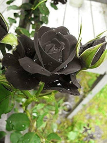 Black Rose Seeds for a lasting display in the Dark, Elegant Garden Blooms