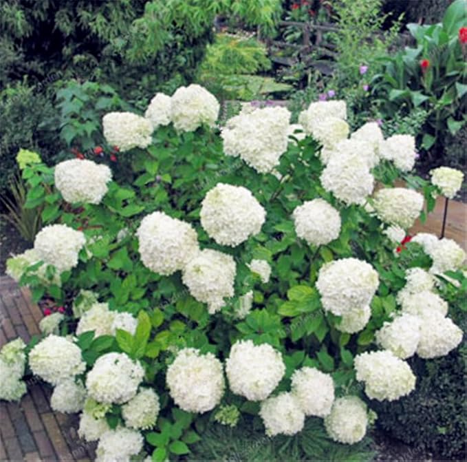 Hydrangea Hydrangea Paniculata 'Vaniglia Fraise' Flower Seeds for Planting – Unique Blooms for Garden Borders and Flower Displays