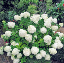 Hydrangea Hydrangea Paniculata 'Vaniglia Fraise' Flower Seeds for Planting – Unique Blooms for Garden Borders and Flower Displays
